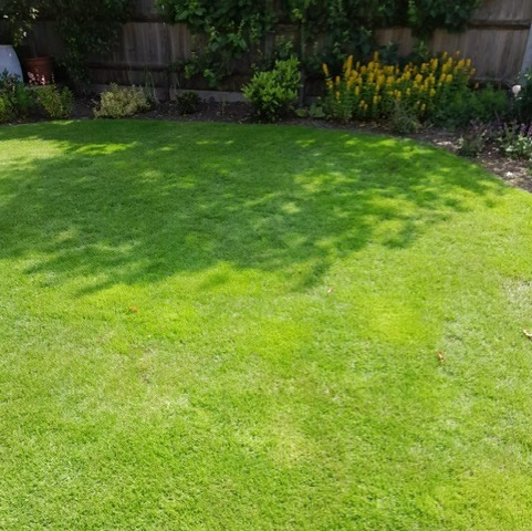 Lawn care in Guildford resulting in a healthy weed free lawn