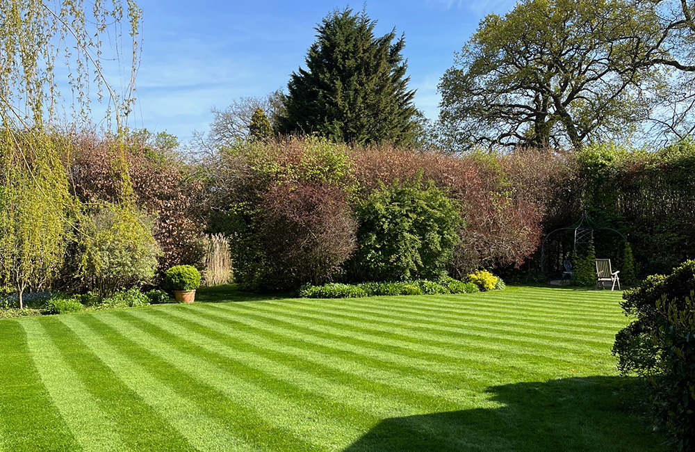 Lawn care Guildford, Horsley by Southeast Landscapes